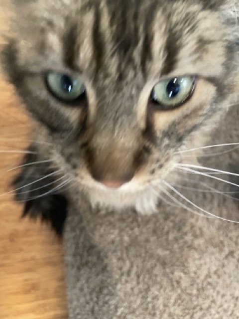 catnet